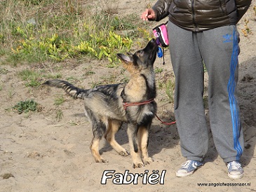 Fabriël oplettend bij Dogtouch